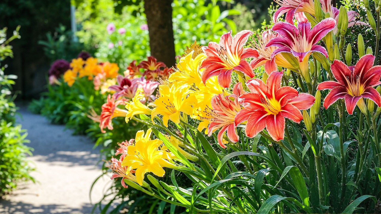 Прогулка по прекрасному лилиевому саду 🌸 Спокойное место на природе, чтобы успокоить ум 💗