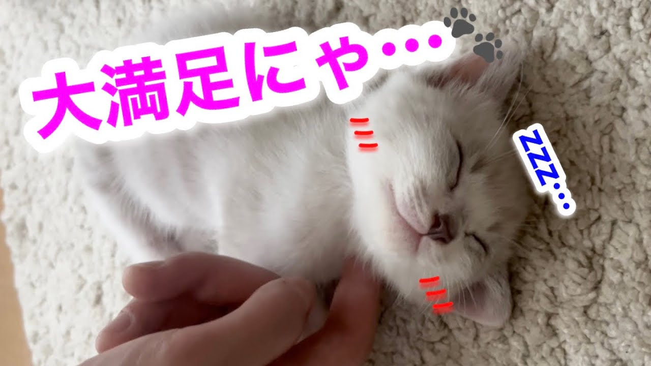【保護猫24日目】「まだあそぶ〜！」甘えんぼ子猫、満足して幸せそうに眠るまで🐱💤