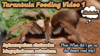 Tarantula Feeding Video #1, Desert Find, & Shoutouts