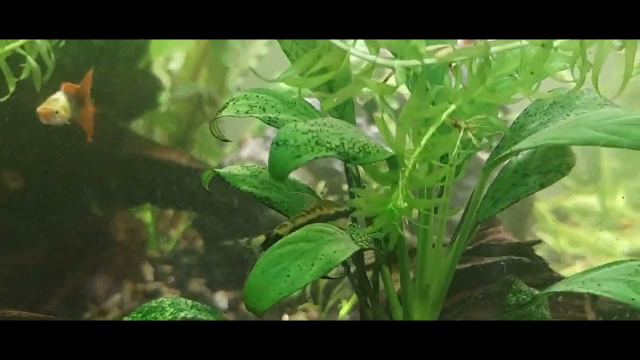Fatso Otocinclus - Peaceful Suckermouth Catfish For Community Aquariums