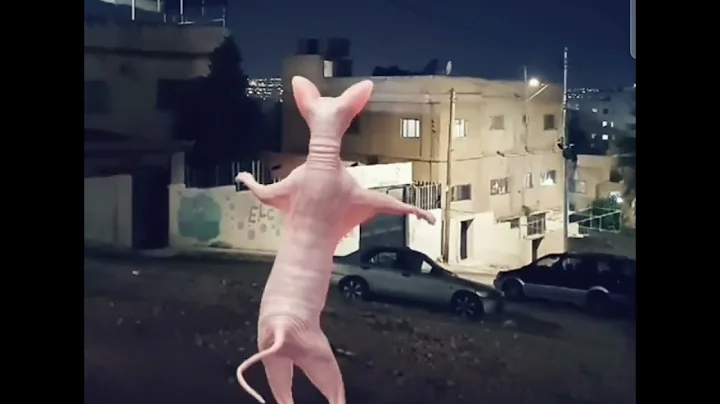 Video 11771091: sphynx cat explore, cute funny sphynx cat, cats beautiful funnycats, nice cat funny, cute cats best funny