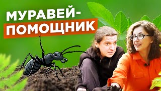 Муравьи создали идеальную почву на участке. №1 / Мария Винокур Strogoorganic.