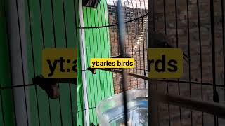 Konin Isian Belalang Emas Gaya Ngobra Cocok Buat Masteran Juga Pancingan Bunyishorts