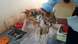 Congratulation today poor abandoned kittens taken by a kind girl