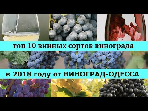 ТОП 10 ЛУЧШИХ ВИННЫХ СОРТОВ ВИНОГРАДА 2018 года ! ДАРИМ ПОДАРКИ В ВИДЕО! Лучшие винные сорта