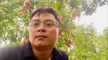 Giá xoài Đài Loan và cát hòa Lộc, cát chu ngày 29/07/2025