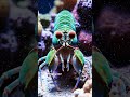 This Creature Sees Colors You Can’t Imagine 🤯