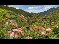 2026/05/13　竹ノ谷地区バラ愛好家群　山中家　〜高知県仁淀川町〜