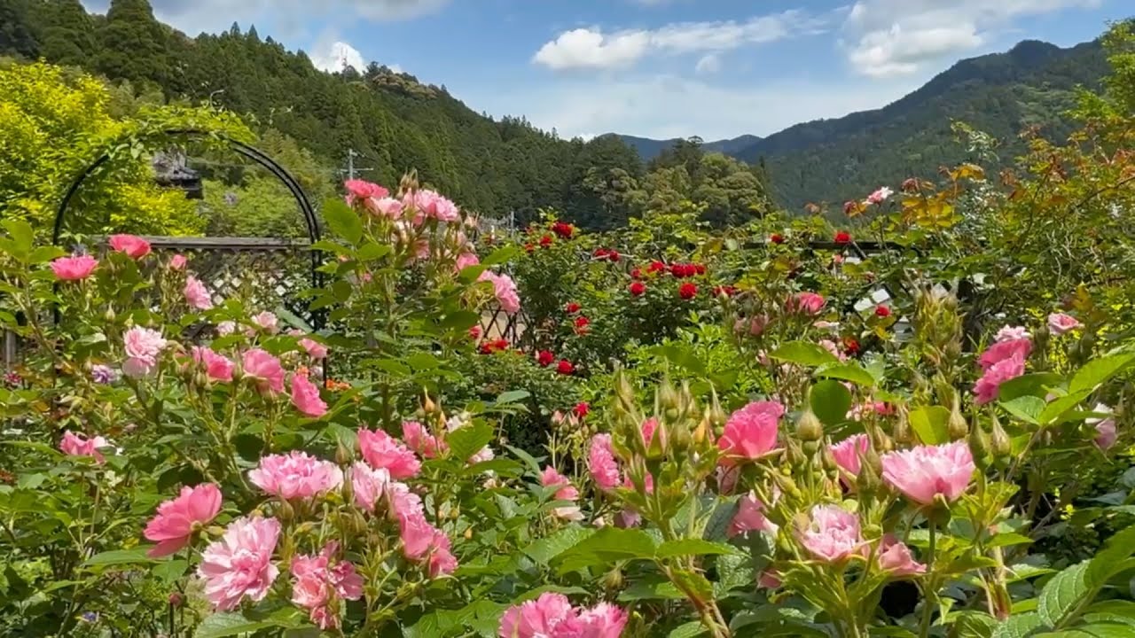 【中古】 ピラニアの罠/風塵社/稀土三平 2026/05/13 竹ノ谷地区バラ愛好家群 山中家 〜高知県仁淀川町〜 - YouTube