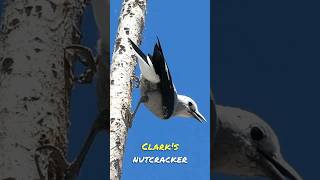 The Smartest Bird | Clark's Nutcracker  #nature #shorts