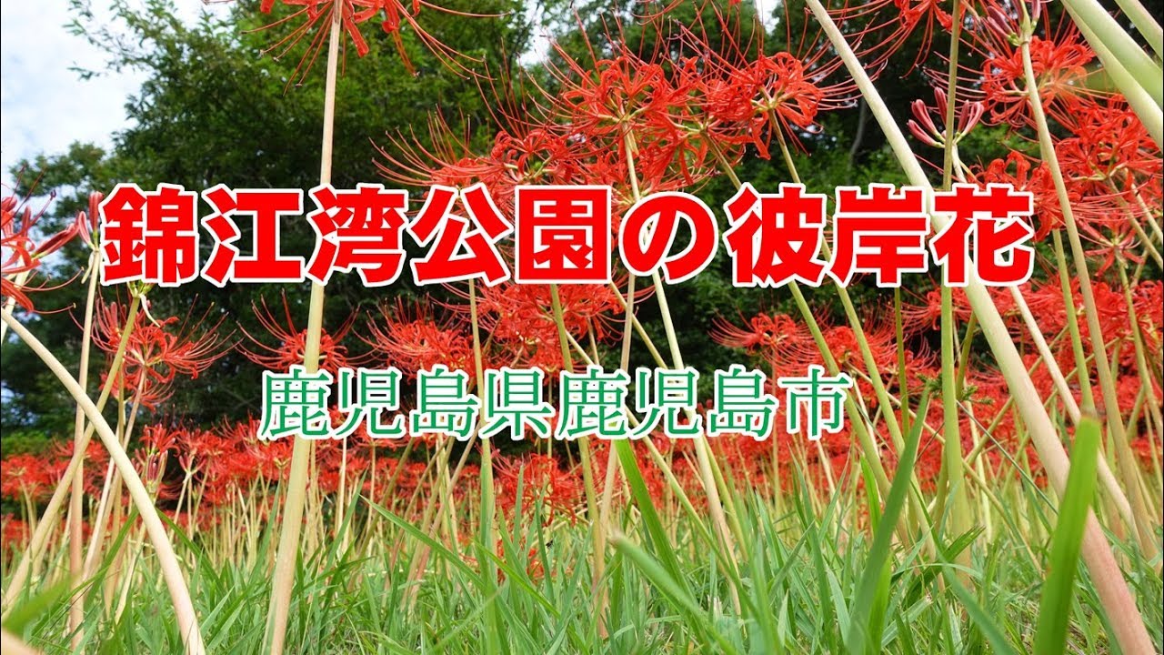 錦江湾公園の彼岸花 DSC-RX100MV