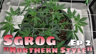 "Northern Style" Scrog Grow Episode 2 - The Journey So Far.