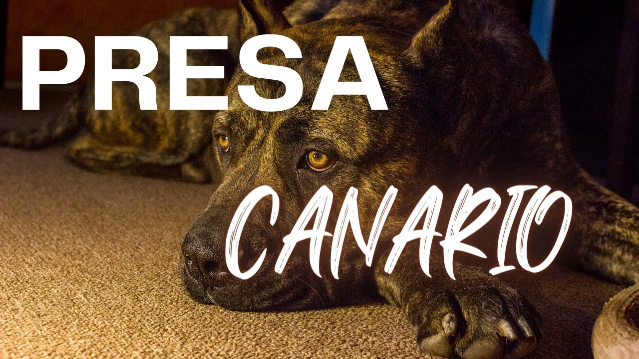 Presa Canario Almadan Önce Izlemeniz Gereken Video. Eğitmen Gözüyle  Presa Canario Nasıl Bir Köpek