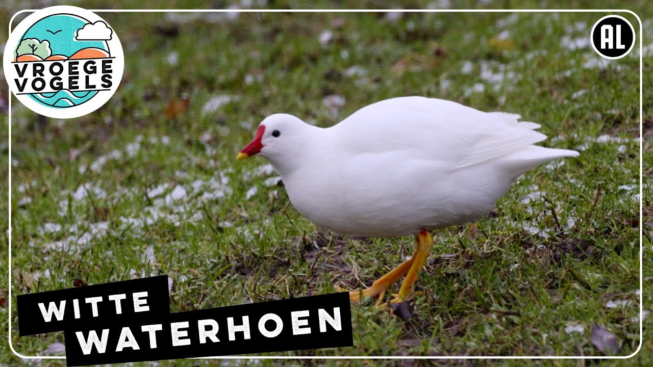 Een witte waterhoen? | Zelf Geschoten | Vroege Vogels - YouTube
