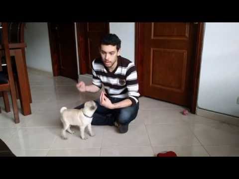Video: Cómo Jugar Y Caminar Con Un Cachorro Pug