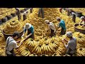 How Farmers Harvest And Process Millions Of Tons Of Pineapples, Bananas And Palm Sugar
