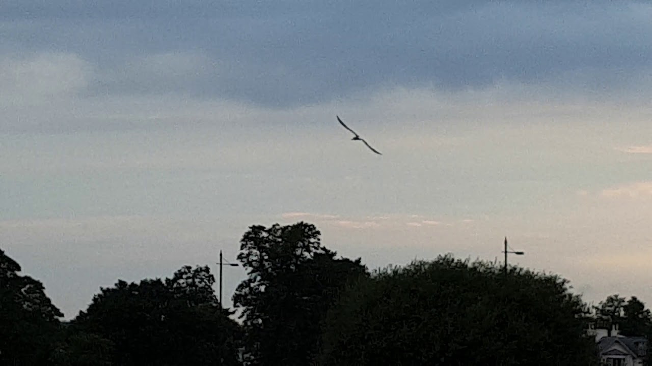 Common Tern 