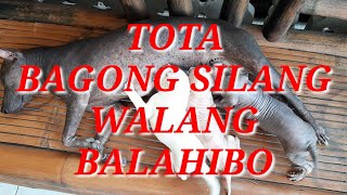 Kakaiba ito bagong silang na aso walang balahibo