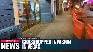 Grasshopper invasion of Las Vegas caused by sky beams, humid weather: experts