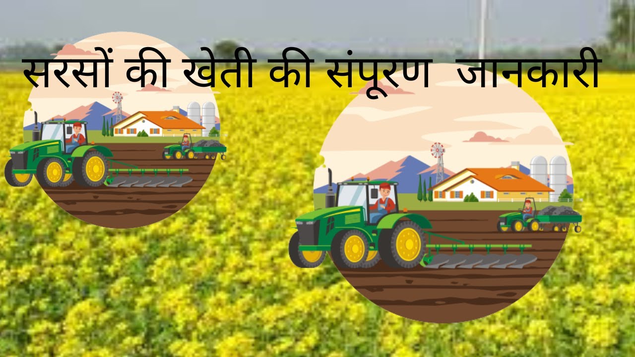 सरसों की खेती कब और कैसे करें Sarso ki kheti Mustard Farming