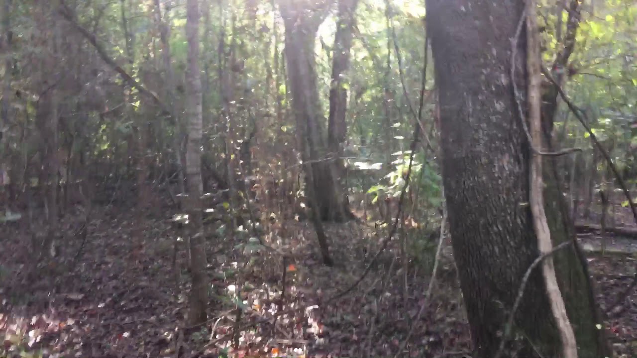 Bogue Chitto south of bush 2 YouTube