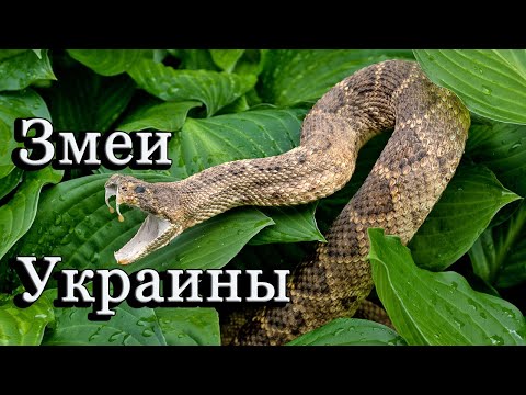 Змеи в Украине: как спастись от укусов гадюк