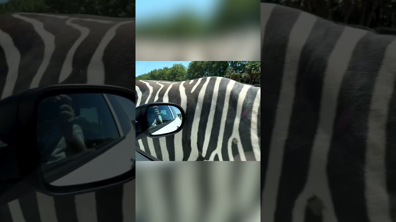 Zebra passing through | JUST RELAX | 