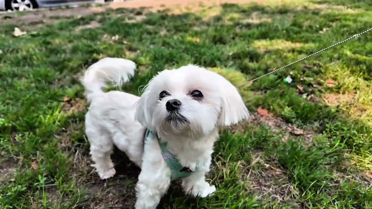 Tiny Maltese vs. Big Dog 😱 | Sophie’s Close Call 