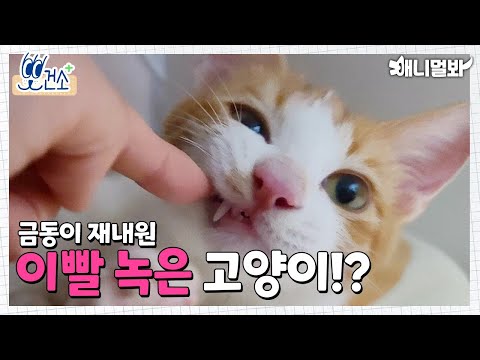 이빨이 있었는데요(?) 없었습니다ㅎ :방치하면 이빨 도둑되는 치아흡수병변 | Not To Be Neglected! Here’s Everything About FORL