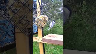 Black-capped Chickadee #birds #chickadee