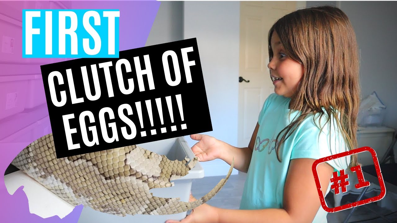 First Video, First Clutch // Pulling Our Very First Ball Python Eggs ...