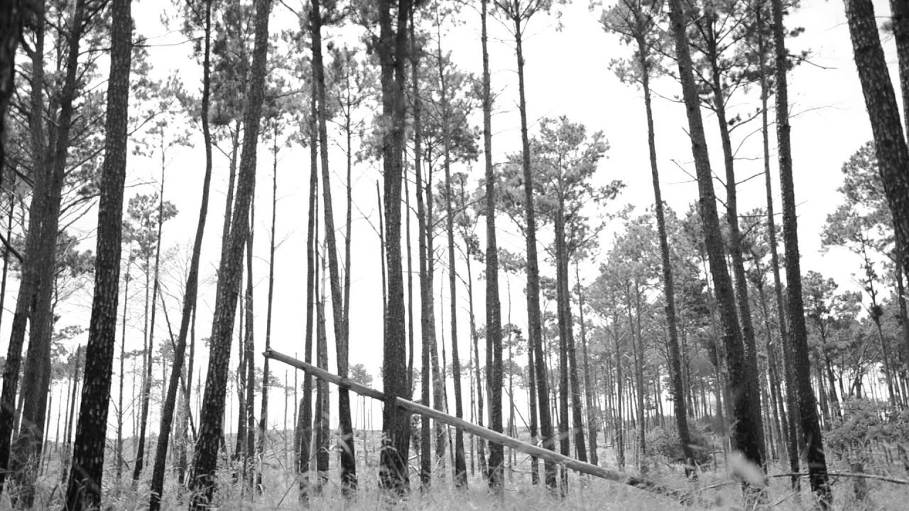 Portrait of a Fire Ecologist