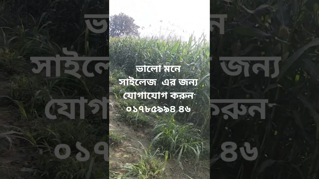 ভালো অনেক সাইলেজের জন্য যোগাযোগ করুন 