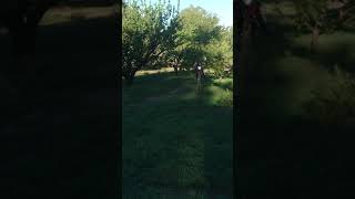 Williando La Corven Txr 250 L