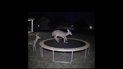 Deer Jumps On Trampoline #shorts