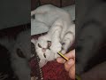 "جب کیٹ نے بچوں کی پینسل پر قبضہ کر لیا 😄✏️🐱"