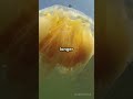 7 Mind Blowing Facts About Jellyfish!