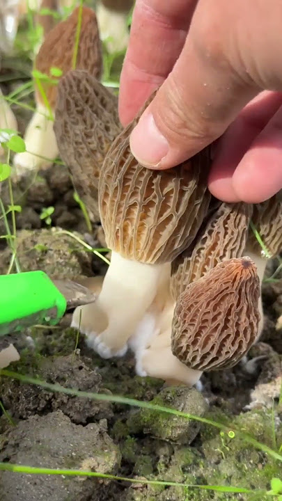 Harvesting mushrooms worth their weight in gold!😱#shorts