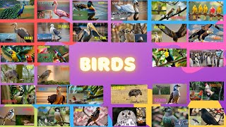 Bird Names | Learn Bird Names in English | #bird  #birds