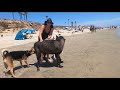 Giant Wolfdog goes to the Dog Beach!