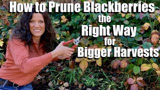 How to Prune Blackberries the Right Way for Bigger Harvests