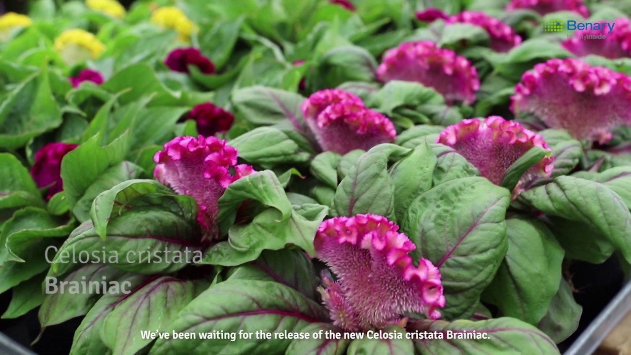 Benary's Virtual Flower Trials 2020: Brainiac Celosia