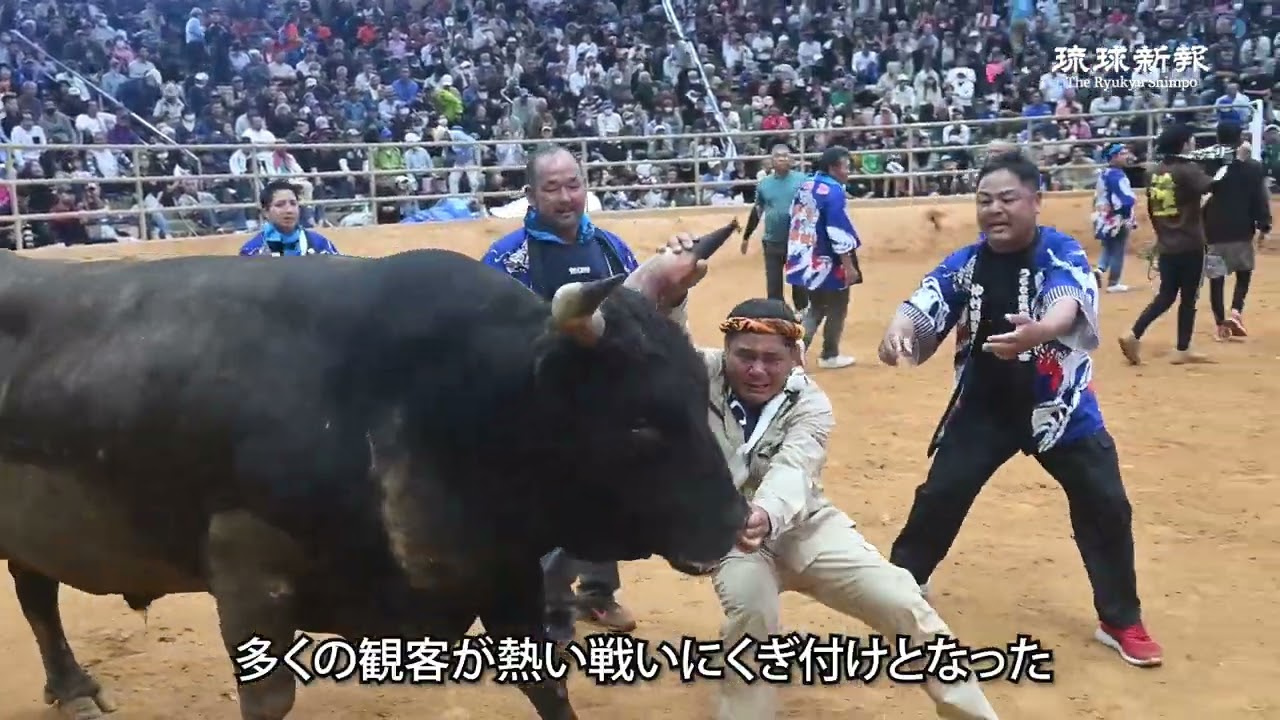 Spring All-Island Bullfighting Tournament] Applause and whistles 