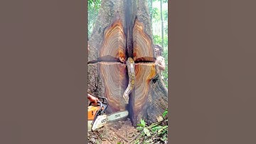 Amazing Tree Cutting! Giant Snake Emerges While Man Uses a Chainsaw#woodworking#wood