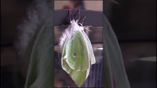 Luna Moth Inflates Wings  (x200 speed)