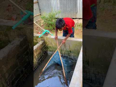 Amazing Catfish Fishing  #shorts