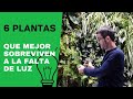 6 plantas que necesitan poca luz