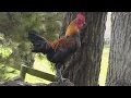 Rooster crowing loud in the early morning 