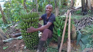 secrets of harvesting big bunches of bananas #villagelife #farming #harvesting #banana #howto