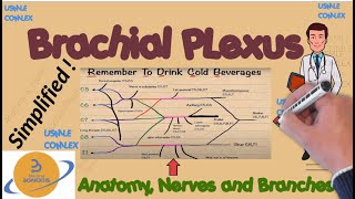 Brachial Plexus Anatomy Explained like never before|Neurology|Branches Made 4 USMLE, COMLEX & NCLEX